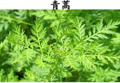 中医世家出名医 夏小中年幼随父采药