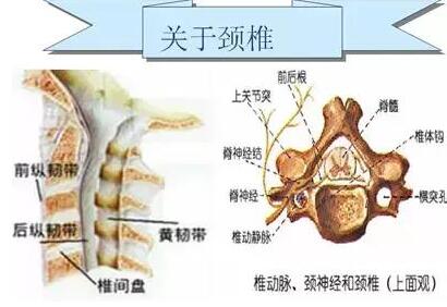 颈型颈椎病一治疗颈椎病的最佳时机!